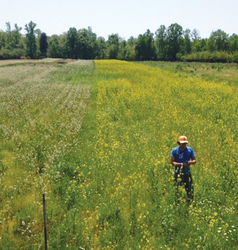 breeding-crops-resilience-changing-climate