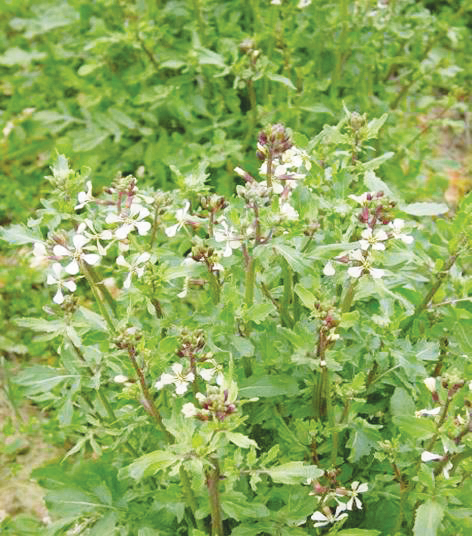 breeding-crops-resilience-changing-climate