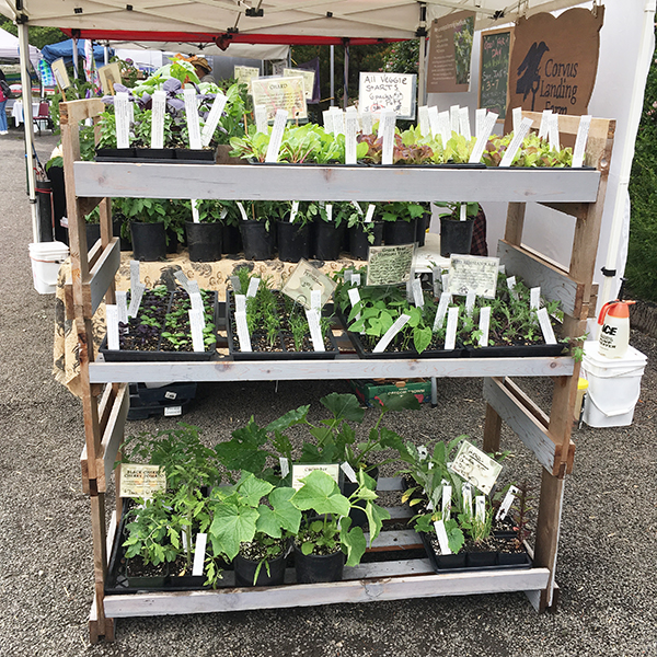 sell-seedlings-spring-cash