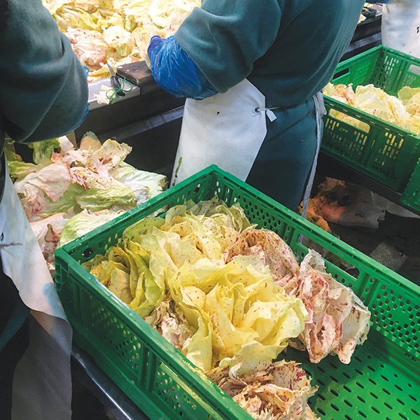 learning-about-forcing-chicories-italy