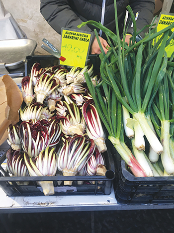 learning-about-forcing-chicories-italy