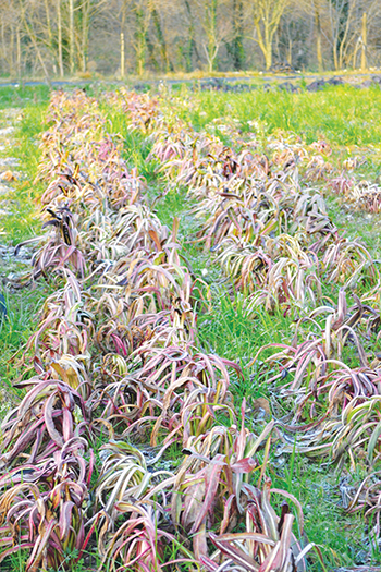 learning-about-forcing-chicories-italy