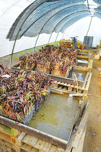 learning-about-forcing-chicories-italy