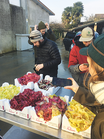 learning-about-forcing-chicories-italy