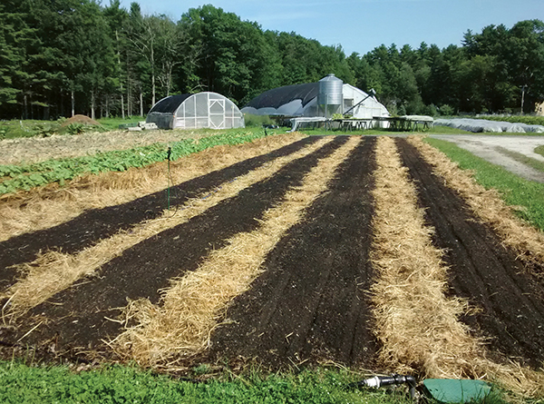 cover-cropping-notill-systems