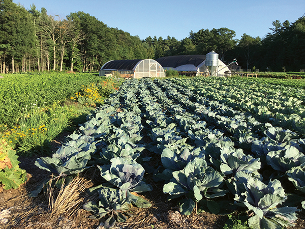 cover-cropping-notill-systems