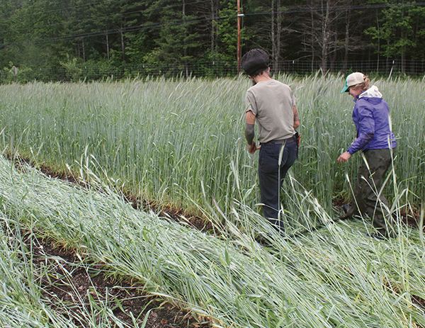 PDF) Allelopathic potential of winter and summer cover crops on