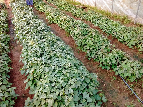 growing-sweet-potato-slips-sale-or-production