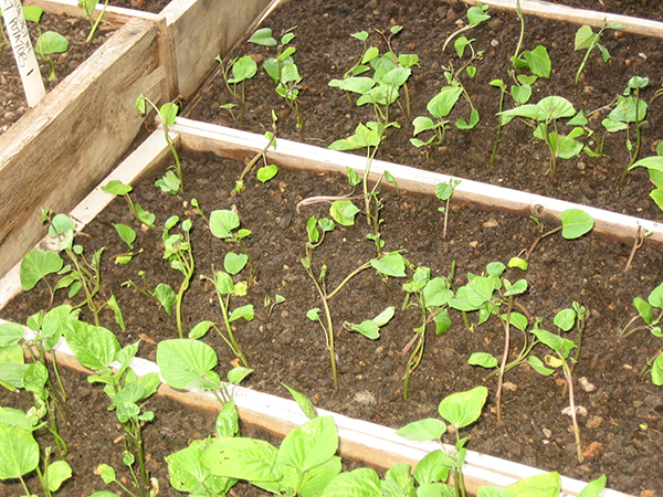 growing-sweet-potato-slips-sale-or-production