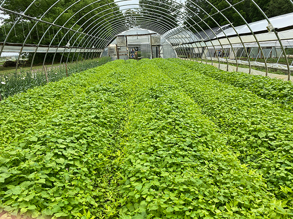 optimizing-the-greenhouse-environment-cut-flowers