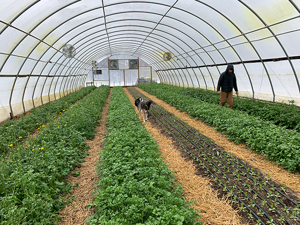 optimizing-the-greenhouse-environment-cut-flowers