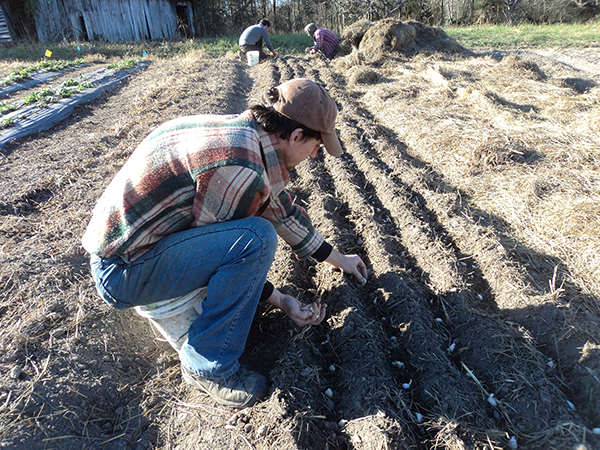 garlic-planting