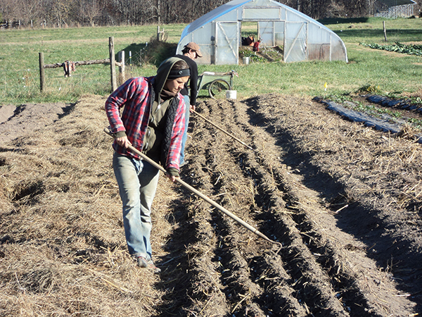 Blundering Gardener: Garlic farm experience shows contrast between