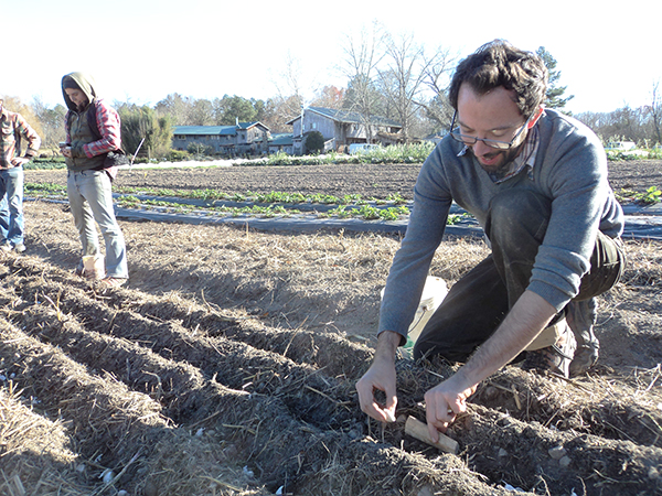 garlic-planting