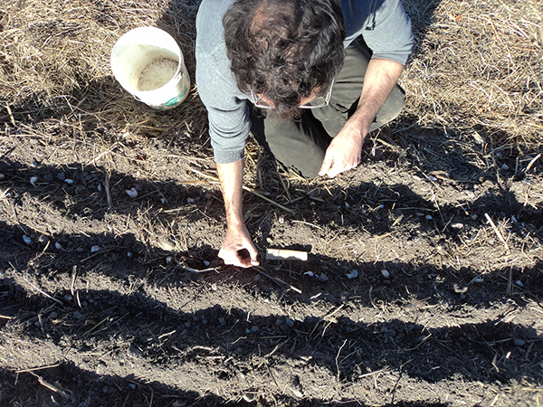 garlic-planting