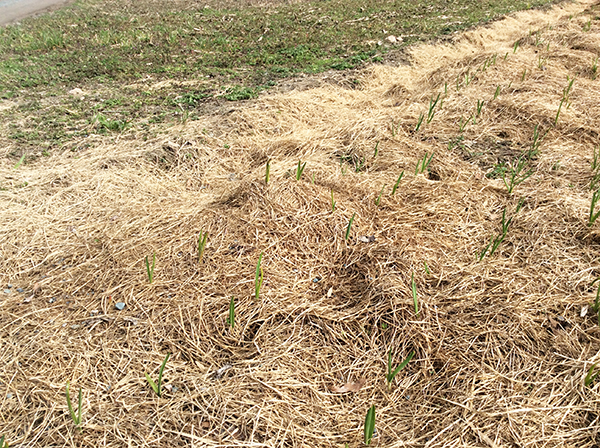 garlic-planting