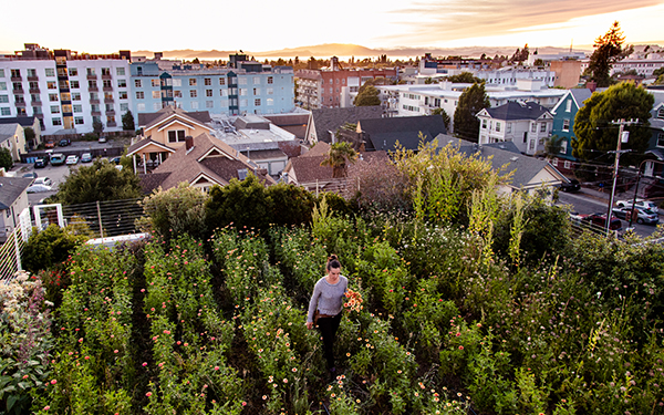 Inside Bluma Flower Farm in Berkeley, a Stunning Rooftop Garden