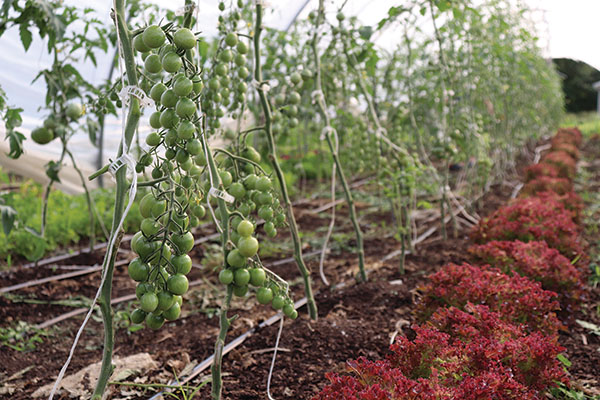 interplanting-make-the-most-your-growing-space