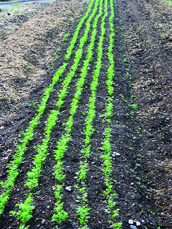 carrots-from-seed-storage