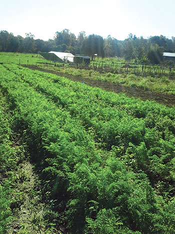 carrots-from-seed-storage