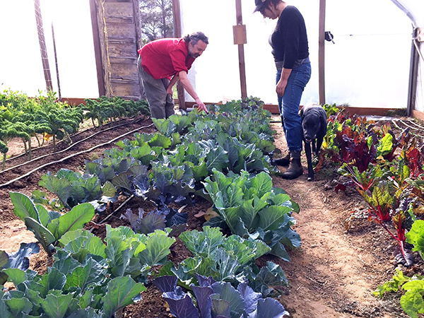 collards-the-new-kale