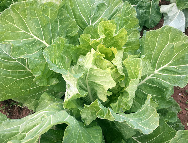 Green Glaze Collards