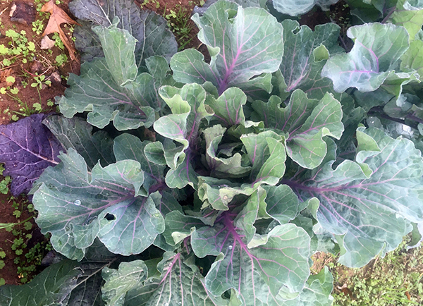 purple tree collards vs red russian kale