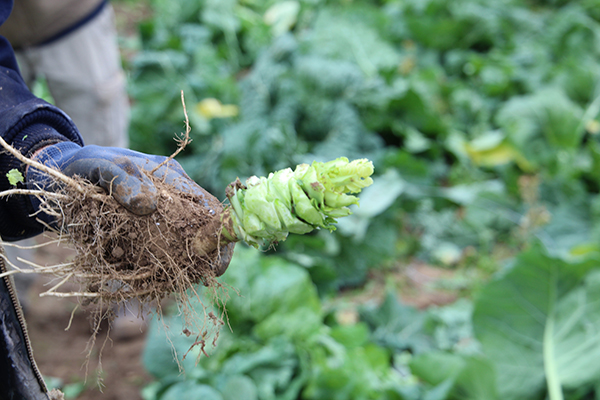 collards-the-new-kale