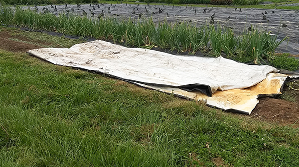 efficient-lowstress-techniques-handling-silage-tarps