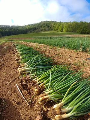 shallions-bulbs-and-edible-flowers-three-crops-from-one