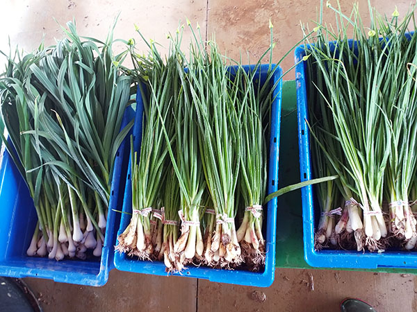 How to Plant, Grow, and Harvest Shallots - Harvest to Table