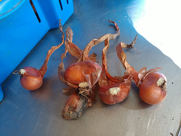 Organic Dutch Red Shallot Bulbs — San Diego Seed Company