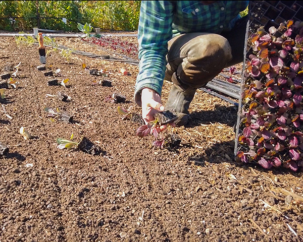 notill-bed-flips-and-transplanting-protocols