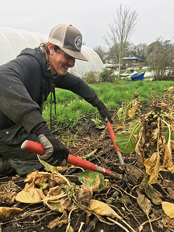 notill-bed-flips-and-transplanting-protocols