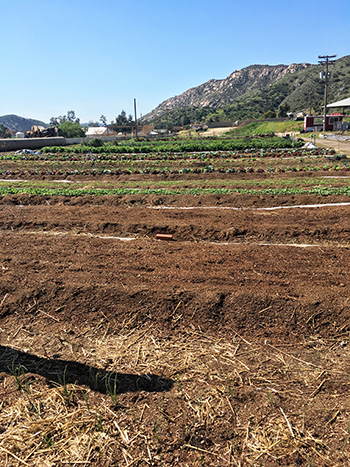 notill-bed-flips-and-transplanting-protocols