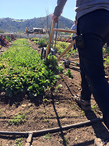 notill-bed-flips-and-transplanting-protocols