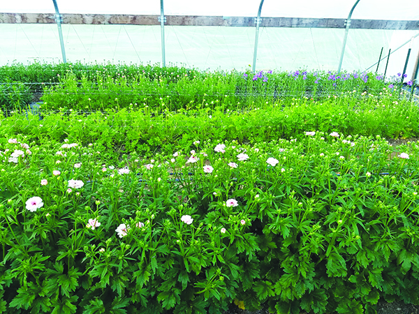 early-season-income-ranunculus-and-anemones-part-ii