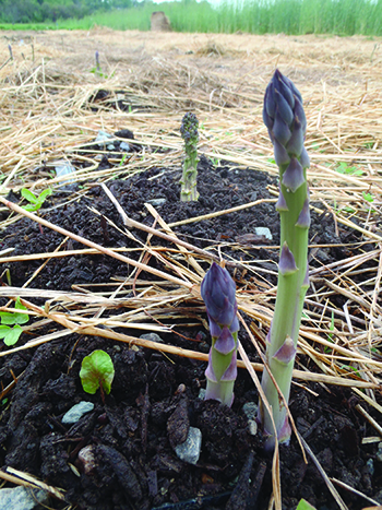 plan-now-asparagus