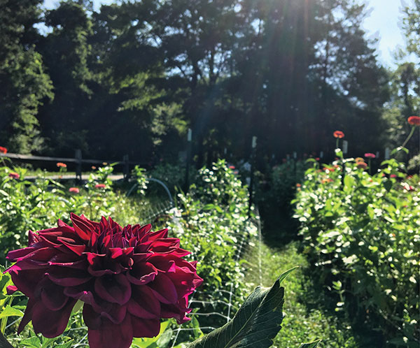 customers-cut-their-own-flowers-curiosity-farm-north