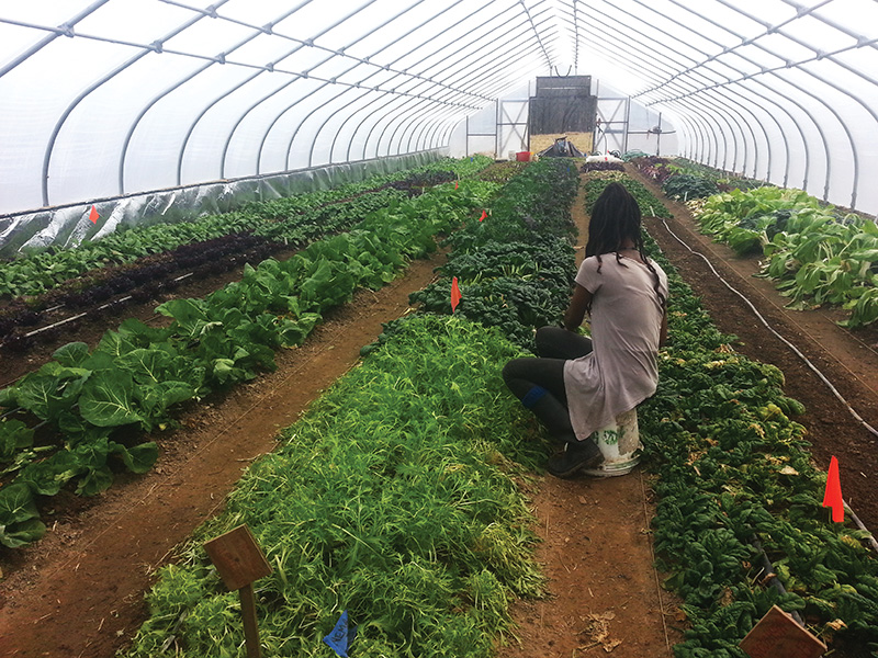 asian-greens-production