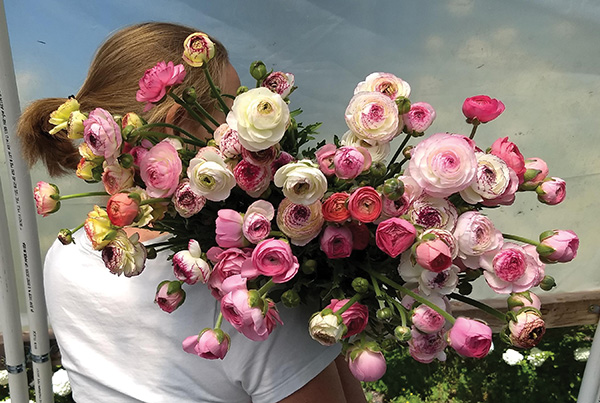 early-season-income-ranunculus-and-anemones