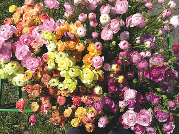 early-season-income-ranunculus-and-anemones