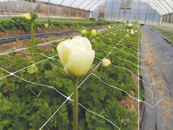 early-season-income-ranunculus-and-anemones