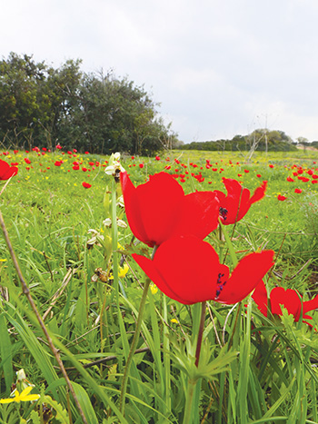 early-season-income-ranunculus-and-anemones