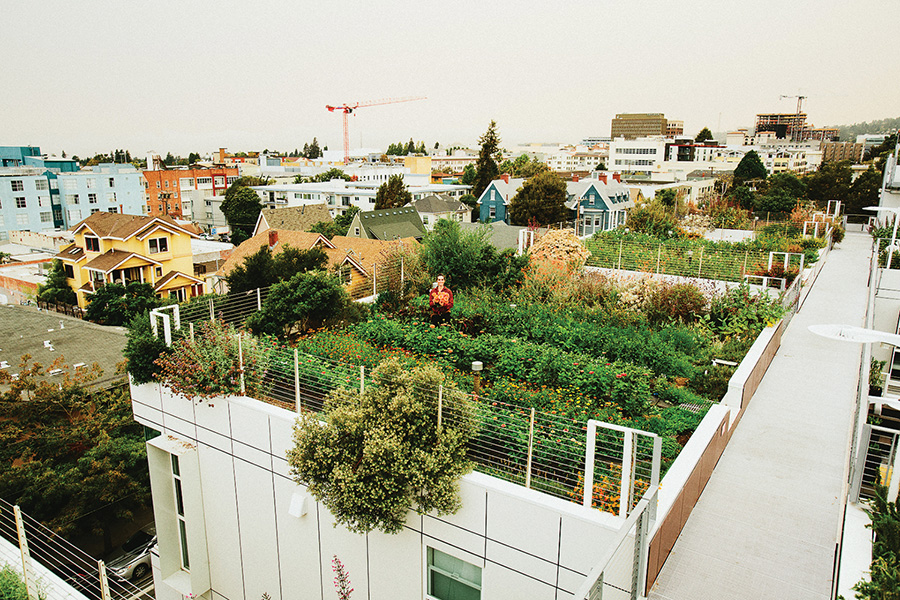 rooftop-farming-the-rise