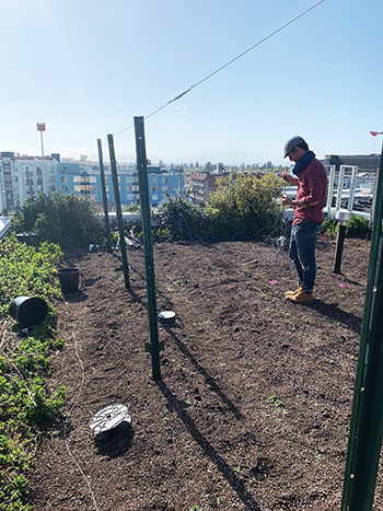 rooftop-farming-the-rise