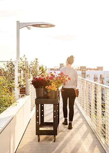 Inside Bluma Flower Farm in Berkeley, a Stunning Rooftop Garden