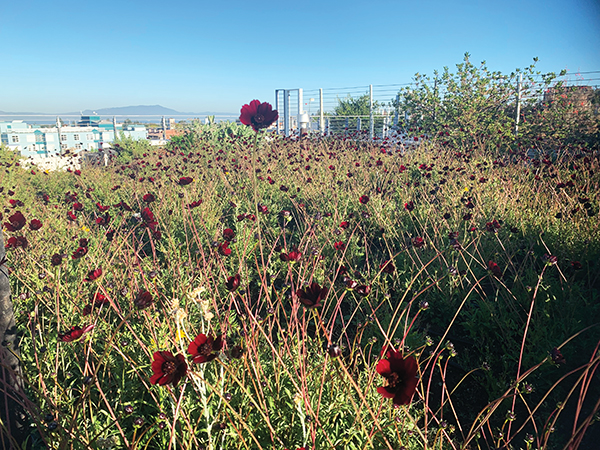 Inside Bluma Flower Farm in Berkeley, a Stunning Rooftop Garden