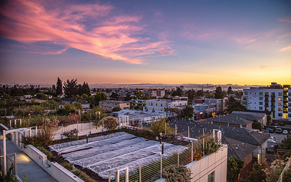 Inside Bluma Flower Farm in Berkeley, a Stunning Rooftop Garden