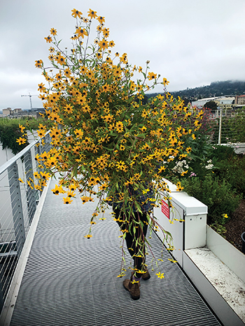 Inside Bluma Flower Farm in Berkeley, a Stunning Rooftop Garden